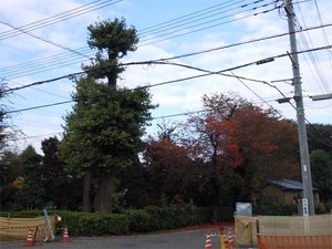 20101118Kouyou.jpg