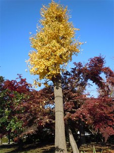 20101130Kouyou1.jpg