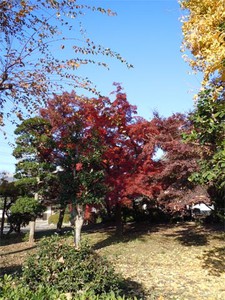 20101130Kouyou2.jpg