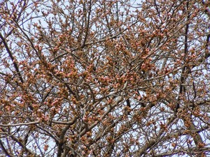20110402S2.jpg