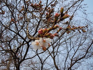 20110402S3.jpg