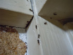 20110504Ari1.jpg