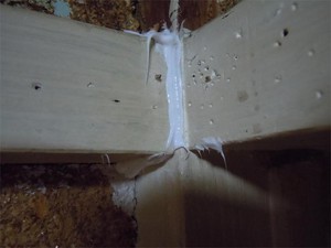 20110504Ari2.jpg