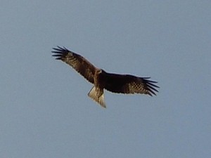 20120208_5.jpg