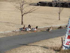 20120326_3.jpg