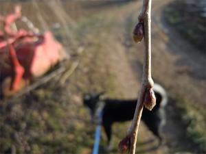 20120329_4.jpg