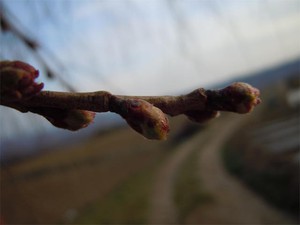 20120410_2.jpg
