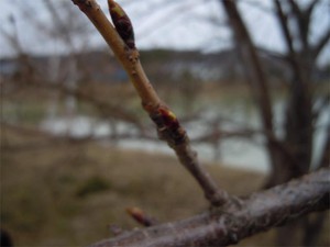 20120413_3.jpg