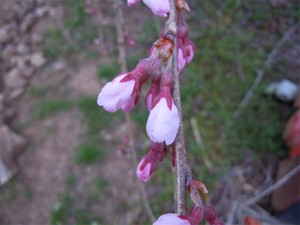 20120422_2.jpg