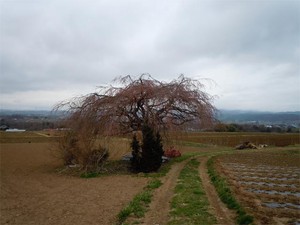 20120422_3.jpg