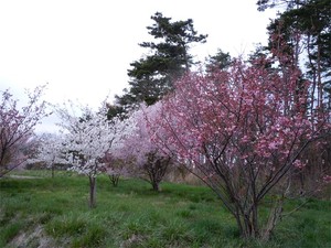20120427_3.jpg