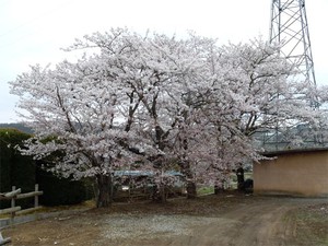 20120427_5.jpg