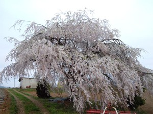 20120427_7.jpg
