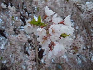 20120427_8.jpg