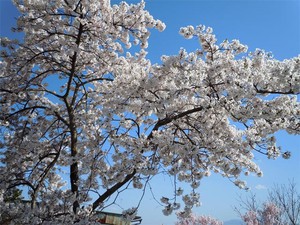 20120428_3.jpg