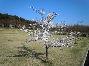 20120428_6.jpg