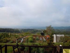 4つ葉のクローバー、5つ葉のクローバー