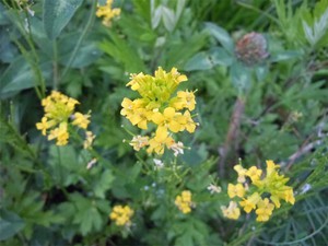 20120605_5.jpg