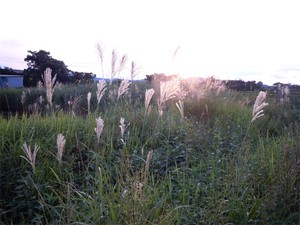 20120827_2.jpg