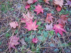 20121124_4.jpg