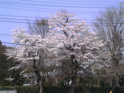 今日の桜…。満開。