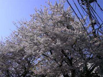 散り始めました