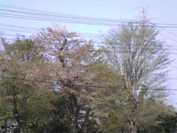 桜…。終わり。