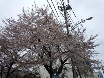 もはや半分