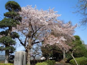 散る桜