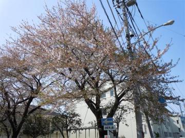 葉桜一歩手前