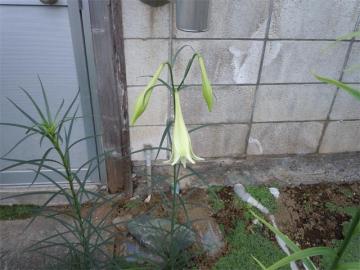 ユリ