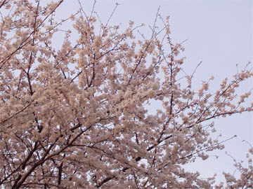 ファイル 726-2.jpg