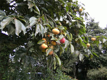 ファイル 948-1.jpg