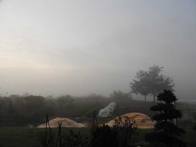 朝の霧＆コンセントタップ到着
