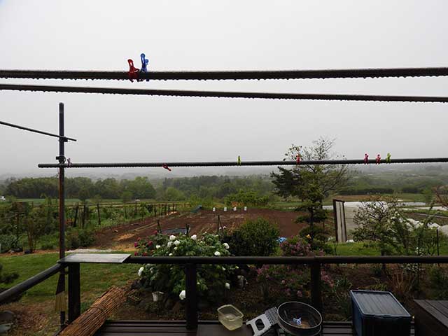 今日の方が雨