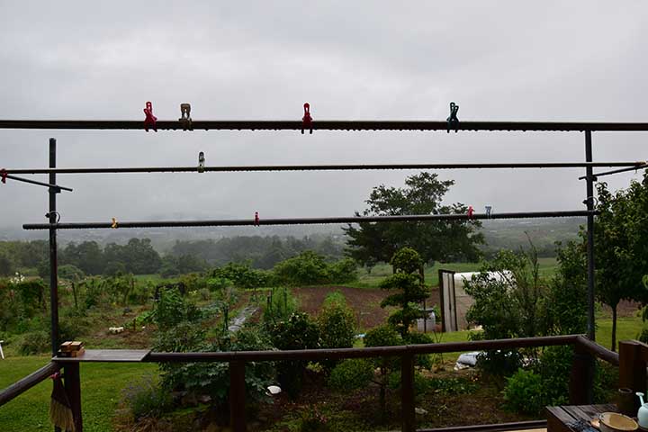 一日雨