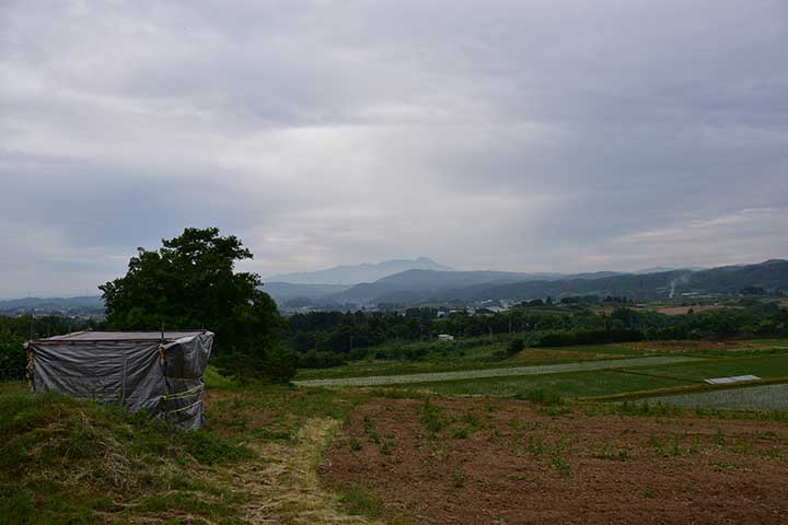 朝だけフェイント