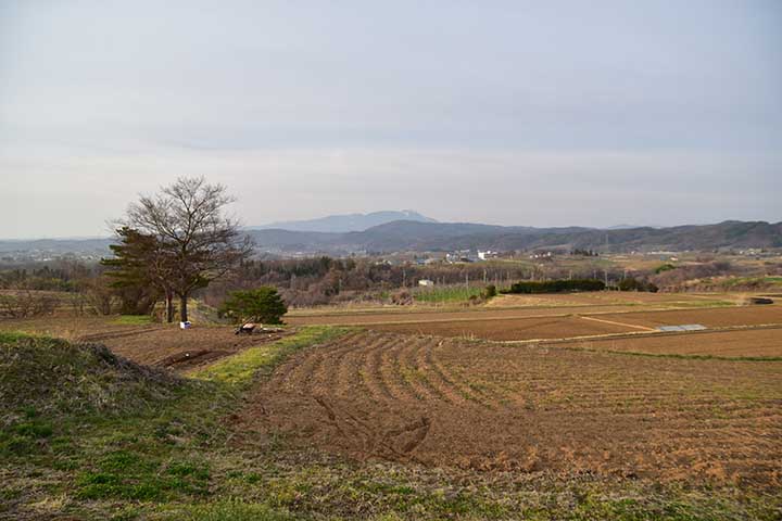 枝垂桜9分咲き