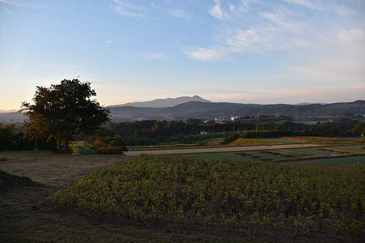 今日も池霧