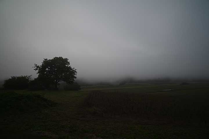 Dear Natura C 到着