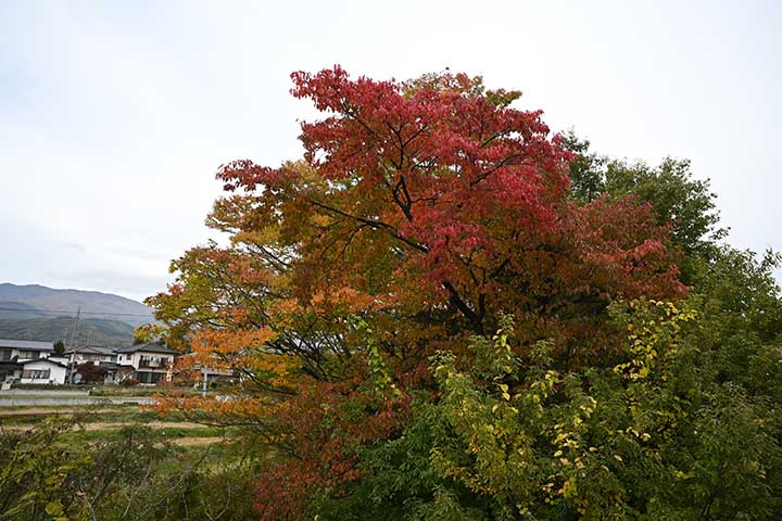 20251105_6.jpg 20251105_6.jpg