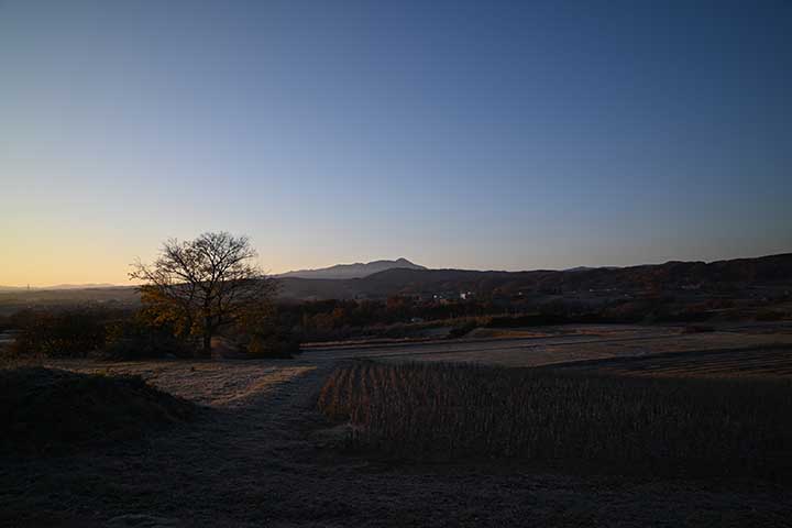 家(の庭)になっている果実