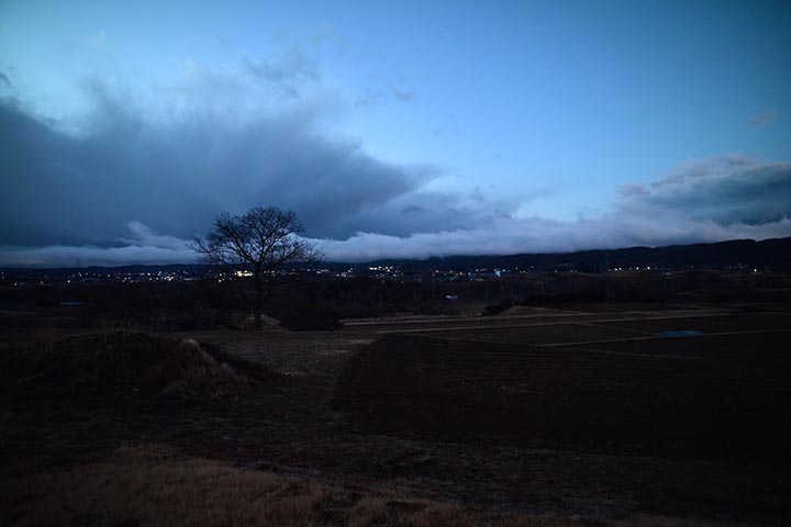 枝垂桜は未だつぼみ